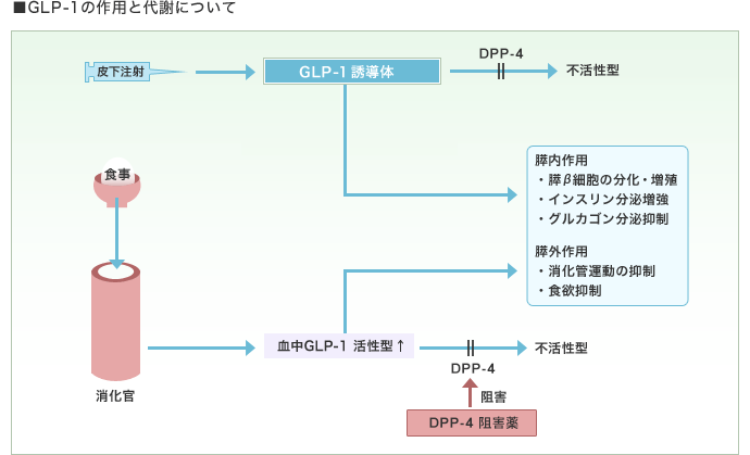 GLP-1の作用と代謝について